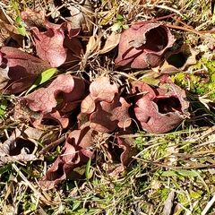 Sarracenia purpurea venosa