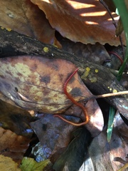 Strigamia bothriopus