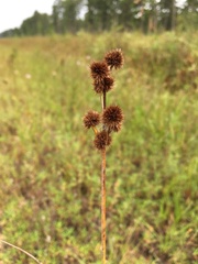 Juncus scirpoides