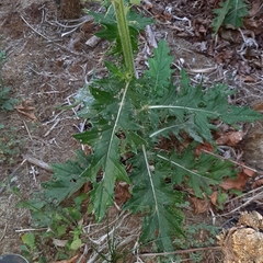 Cirsium mexicanum