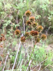Juncus scirpoides