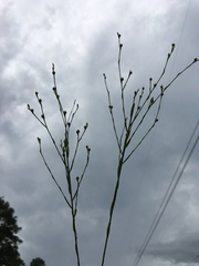 Linum medium texanum