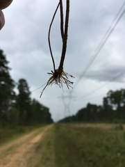 Linum medium texanum