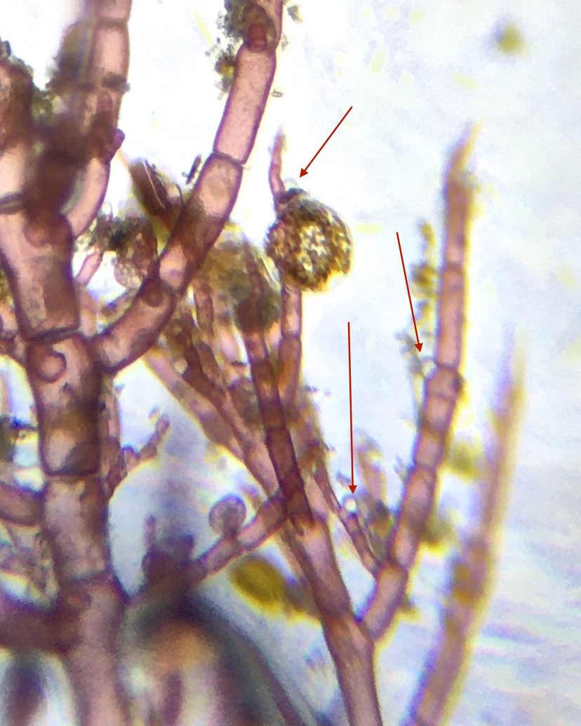 Hollenbergia