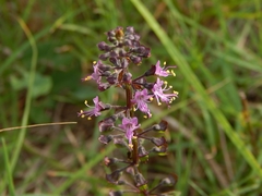 Ocimum carnosum