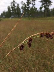 Rhynchospora glomerata