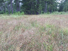 Rhynchospora glomerata