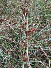 Rhynchospora glomerata