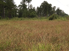 Rhynchospora glomerata