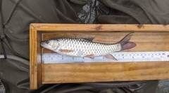 Spinibarbus hollandi