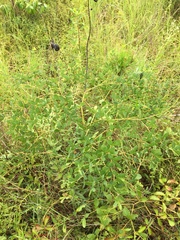 Baptisia alba macrophylla