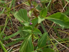 Ocimum carnosum