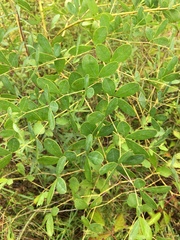 Baptisia alba macrophylla