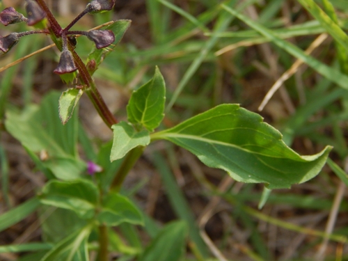 Image of Ocimum carnosum by (c) Joselin Listur, some rights reserved (CC BY)
