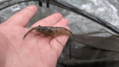 Macrobrachium japonicum