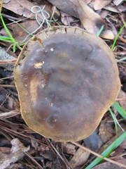 Tylopilus variobrunneus