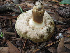 Tylopilus variobrunneus