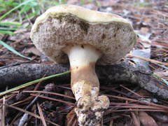 Tylopilus variobrunneus