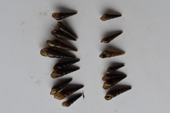 Thiaridae
