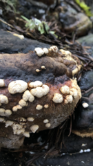 Trichoderma pulvinatum