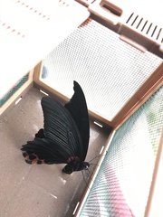Papilio memnon