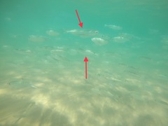 Atherinomorus vaigiensis