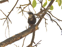 Myrmecocichla arnotti