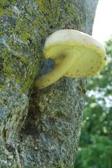 Cyclocybe parasitica