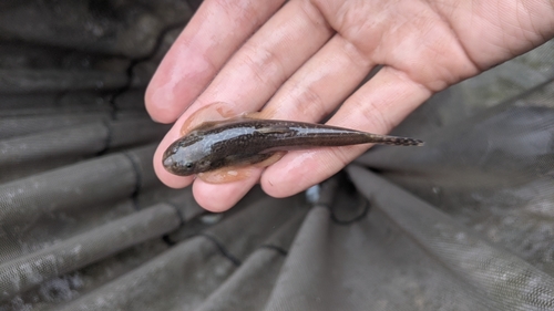 Taitung river loach (Hemimyzon taitungensis) · iNaturalist