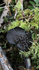 Pseudoplectania melaena