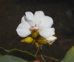 Schnella glabra
