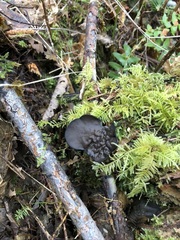 Pseudoplectania melaena