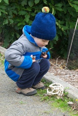 Ileodictyon cibarium