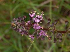 Ocimum carnosum