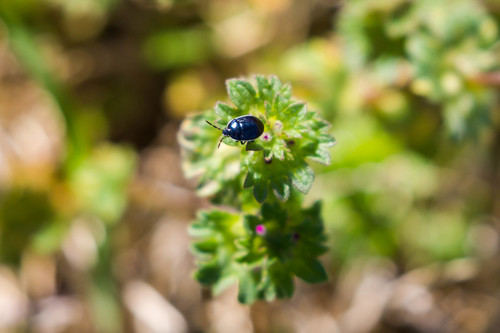 White-margined Burrowing Bug photo 6