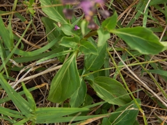 Ocimum carnosum