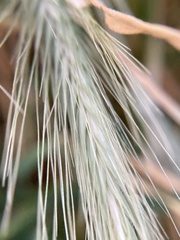 Hordeum jubatum