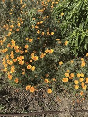Eschscholzia californica