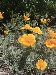 Eschscholzia californica