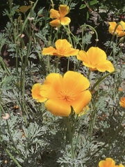 Eschscholzia californica