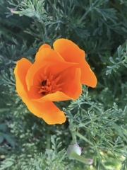 Eschscholzia californica