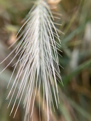 Hordeum jubatum
