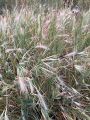 Hordeum jubatum