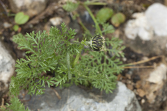 Richteria pyrethroides