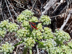 Synanthedon polygoni