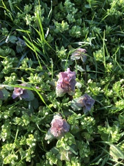 Lamium purpureum
