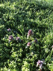 Lamium purpureum