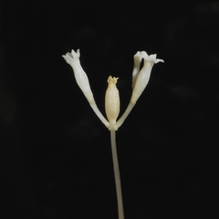 Voyria parasitica