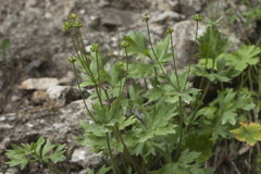 Anemonastrum protractum