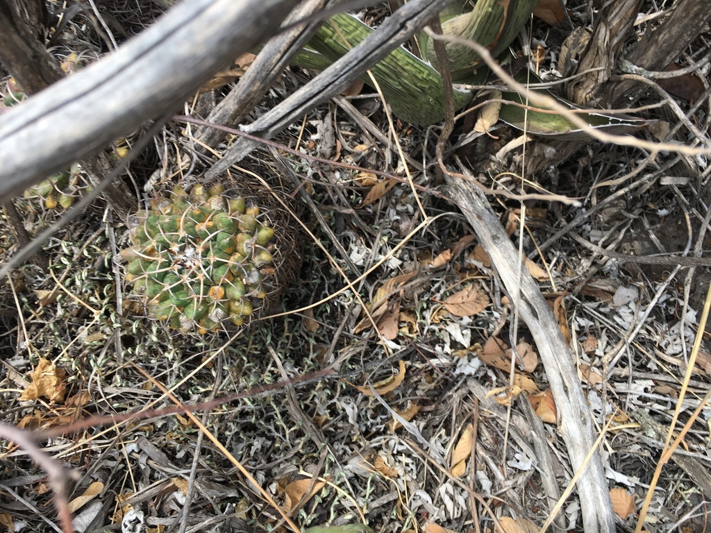 Mexican pincushion cactus from Corregidora, QRO, MX on March 29, 2021